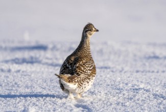 Sharp Tailed Grouse Prairie Scene Saskatchewan Canada