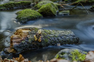 A tree trunk covered with moss lies in the water, surrounded by a flowing stream and autumn leaves,