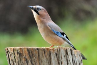 Eurasian Jay looking for food
