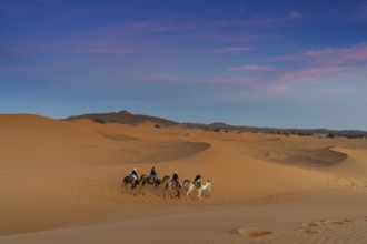 Merzouga, Morocco, 9 March, 2024: Berber guide leading a tourist group on a sunset dromedary trek