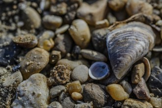 Various stones and a shell on sandy ground, Danube, Bogen, Lower Bavaria