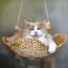 Flauschige rot-weiße Katze, die einer Maine Coon ähnelt, aber eigentlich eine Mischung aus Perser-