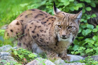An attentive lynx observes its surroundings in the green undergrowth, Straubing Zoo, . Lower