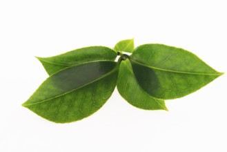 Green tea leaf isolated on white background
