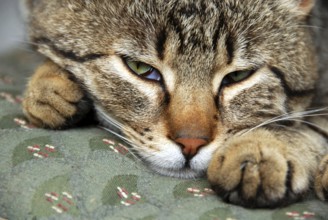Grey domestic cat, sleeping, waking up, close-up