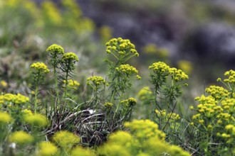 Cypress spurge, Euphorbia cyparissias, cypress spurge