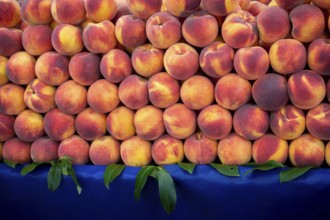 Background of peaches. Ripe and juicy peaches are sold at the farmers