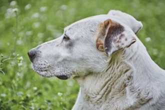 Close up Portrait of a Dog against Green Background Varna, Bulgaria, Europe