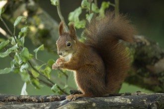 Squirrel holding nut in hands sitting on tree trunk with branches and green leaves looking left