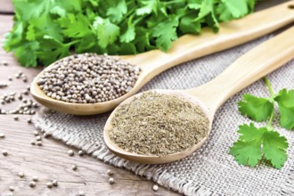 Coriander seeds and ground in two spoons on burlap, green fresh cilantro on a wooden board