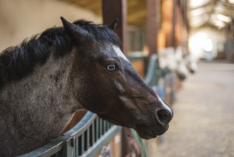 A pony's head with blue eye in the loosebox in the stable