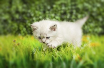 British Shorthair kitten with blue eyes runs on the green grass