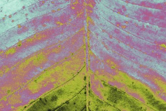 Close up macro view of a dry leaf of autumn season