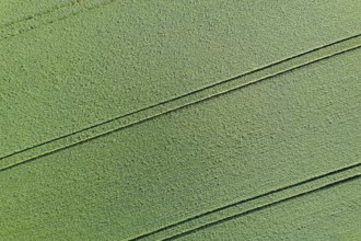 Young green grain top view. Green Wheat