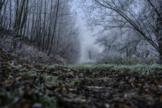 Fog and hoarfrost near the Danube near Bogen (Lower Bavaria)