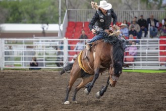 Rodeo ride at the Bucking Horse Sale, Rodeo, Miles City, Montana, USA, North America