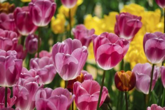 Colorful tulip flowers bloom in the spring garden
