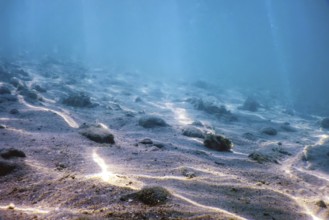 Sandy sea bottom Marine life, Underwater background