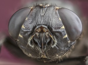 Botfly (Cuterebra austeni)