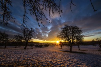 Sunrise, meadow orchard, winter
