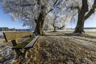 Frosty park bench and path, framed by large trees covered with hoarfrost, Maria Schnee,