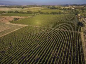 Vineyard near to Carcasona, Aude, Languedoc-Rosellón region. French Republic