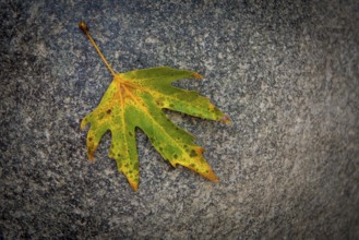 Single yellow dry maple leaf on the ground in autumn. Canadia flag symbol