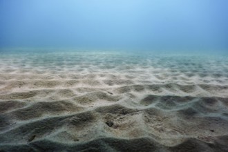 Sandy sea bottom Underwater background