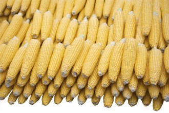 Isolated swings of corn on a white background. Ecological food concept