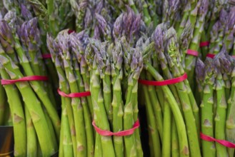 Asparagus green in a row at outdoor market