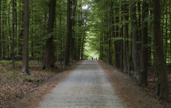 Tree lane and walking path in the Forest des soignes, Brussels, Belgium, Europe