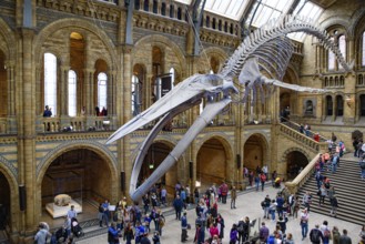 The interior of Natural History Museum with whale skeleton, London, United Kingdom, Europe