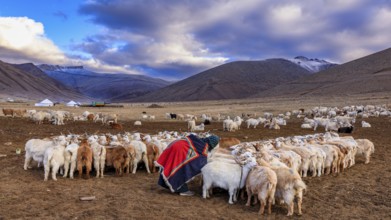 The Changthangi or Changpa goats with a herder, Ladakh, India, Asia