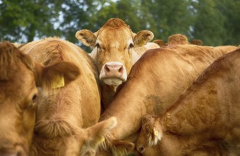 Cows on a pasture in Schleswig Holstein