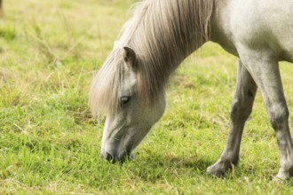 Grazing island horse