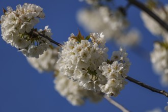 White cherry blossoms with vivid contrast to the deep blue background, Borken, Münsterland,