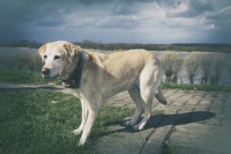 Blond Labrador on a dyke in the old country near Hamburg, 2016