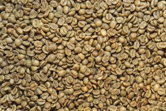 Coffee beans unroasted