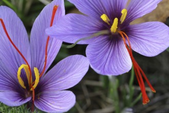 Saffron flowers