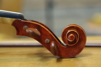 Violin snail