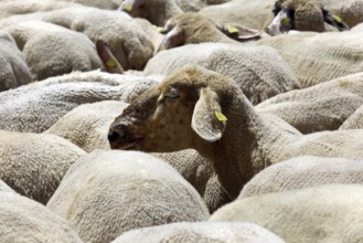 Flock of sheep