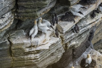 Northern gannet (Morus bassanus) in a breeding colony, Westray, Orkney Islands, Scotland, Great