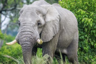 Elephant in the high grass in the Okavango delta, Botswana, Africa