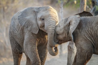 Two Elephants playing in the Kruger National Park, South Africa, Africa