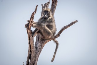Chacma baboon sitting on a tree in the Kruger National Park, South Africa, Africa