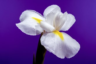 Close-up of a white Hollandica Alaska iris flower with yellow accents, covered in water droplets,