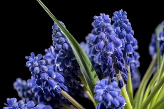 Beautiful blooming grape hyacinth Muscari Alida flower isolated on a black background. Flower head