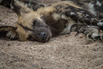 An African wild dog sleeping in the Sabi Sand Game Reserve, South Africa, Africa