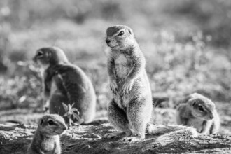 Ground squirrels in the sand in black and white in the Kgalagadi Transfrontier Park, South Africa,
