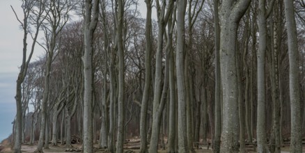 Trees in the ghostly forest on the cliffs facing the Baltic Sea, Nienhagen, Mecklenburg-Vorpommern,